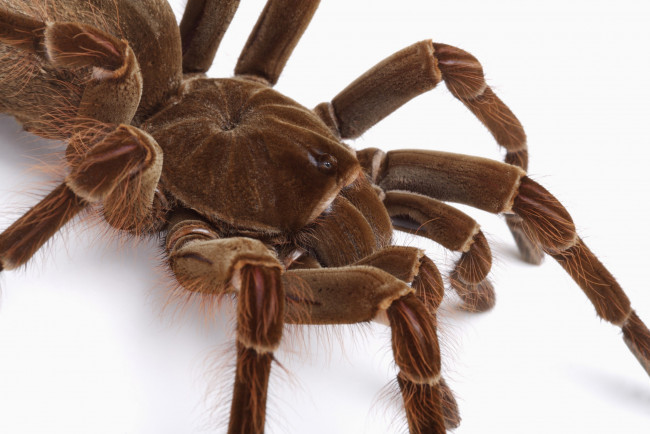 Обои картинки фото животные, пауки, паук