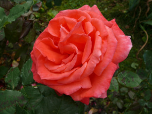 Картинка цветы розы роза