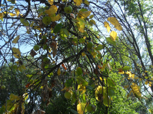 Картинка природа плоды ветки яблока