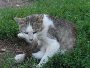 Картинка животные коты кот