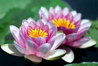 Картинка цветы лилии водяные нимфеи кувшинки розовый