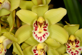 Картинка цветы орхидеи лепестки экзотика