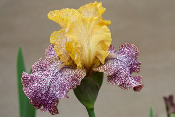 Картинка цветы ирисы пестрый лепестки