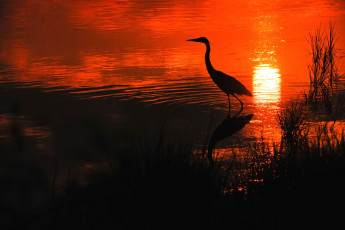 Картинка животные цапли закат солнце