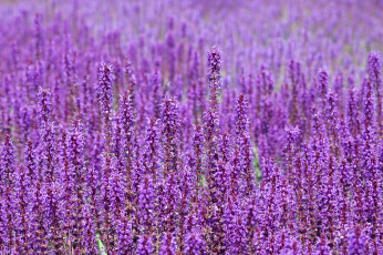 Картинка цветы луговые полевые сиреневый