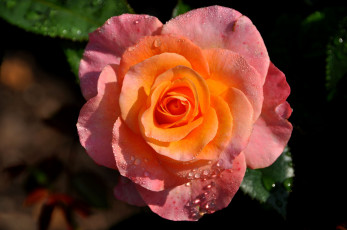 Картинка цветы розы лепестки розовый