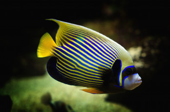 Картинка животные рыбы тропический полосатый