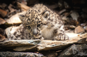 обоя животные, снежный, барс, ирбис, малыш
