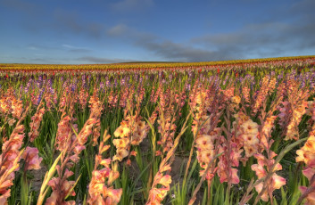 Картинка цветы гладиолусы кремовый много