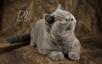 Картинка животные коты британец шерсть