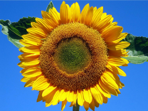 Обои картинки фото цветы, подсолнухи, подсолнух