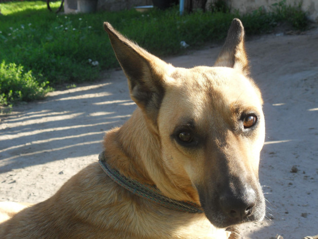 Обои картинки фото животные, собаки, собака