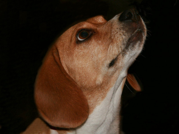 Обои картинки фото животные, собаки, собака