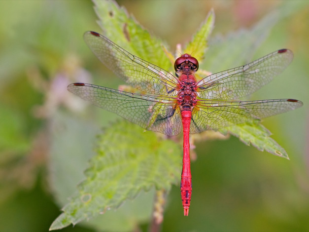 Обои картинки фото животные, стрекозы, стрекоза