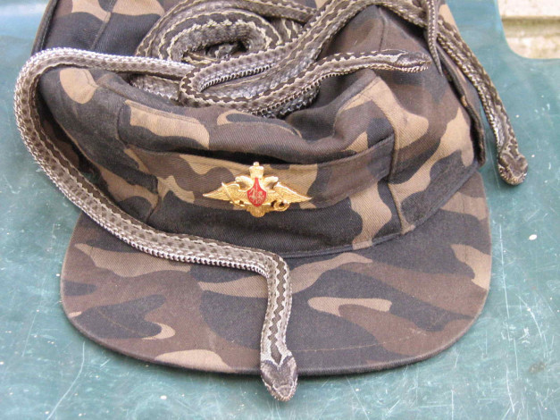 Обои картинки фото животные, змеи, питоны, кобры, змея