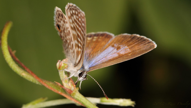 Обои картинки фото животные, бабочки, бабочка