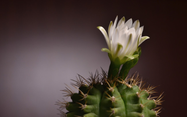 Обои картинки фото цветы, кактусы, колючки, цветок