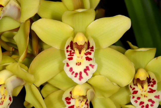 Обои картинки фото цветы, орхидеи, лепестки, экзотика