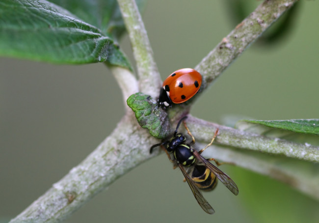 Обои картинки фото животные, насекомые, божья, коровка, оса, ветка