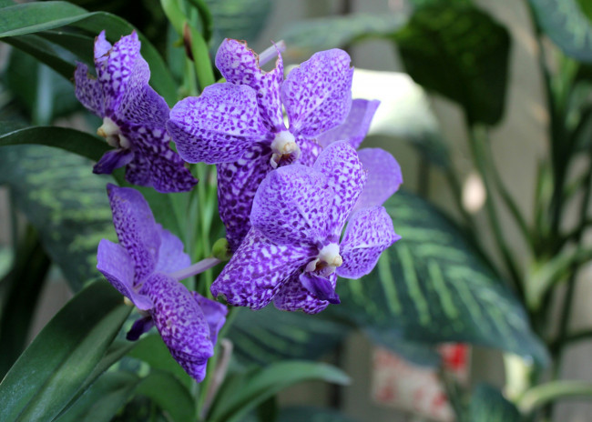 Обои картинки фото цветы, орхидеи