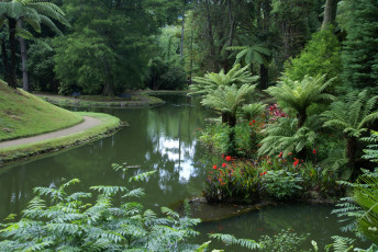 Картинка parque terra nostra furnas португалия природа парк растения водоем