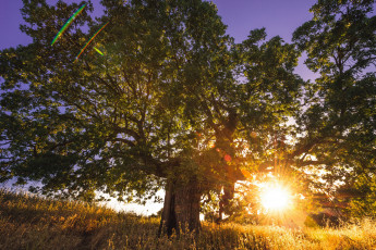 Картинка природа восходы закаты солнце дерево