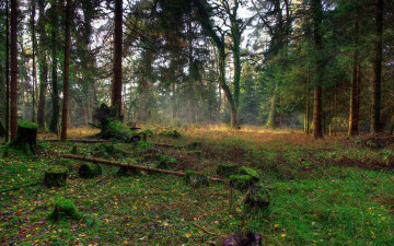 Картинка природа лес бурелом трава ели