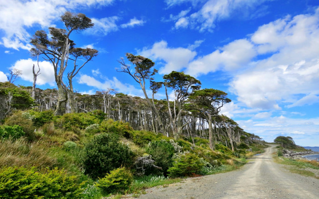 Обои картинки фото природа, дороги, лес, побережье, дорога