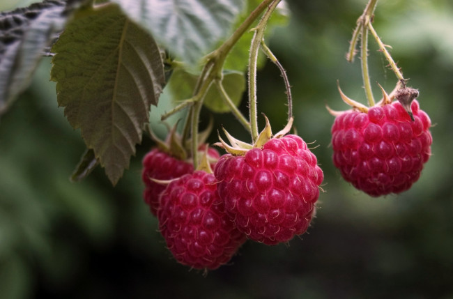 Обои картинки фото природа, Ягоды, малина