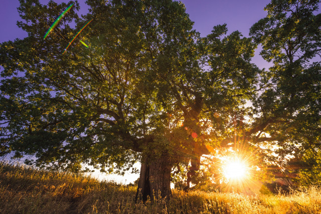 Обои картинки фото природа, восходы, закаты, солнце, дерево