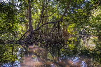 Картинка природа реки озера джунгли река