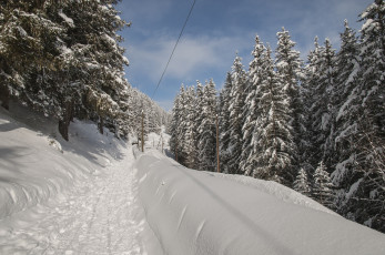 Картинка природа зима тропа снег ели