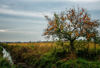 Картинка природа деревья плоды ручей поле