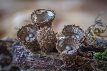 Картинка природа грибы макро