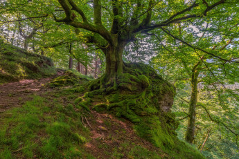 Картинка природа лес дуб тропинка косогор