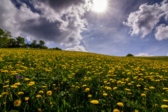 Картинка природа луга цветы поле лес