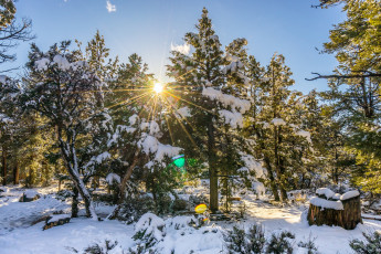 Картинка природа зима сияние снег ели