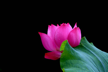 Картинка цветы лотосы фон лепестки бутон