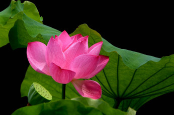 Картинка цветы лотосы фон лепестки бутон