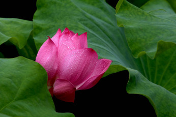 Картинка цветы лотосы лепестки бутон фон