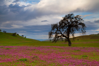Картинка природа деревья небо облака горы холмы трава цветы