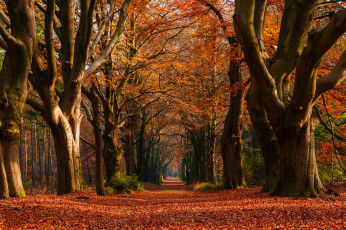 Картинка природа дороги дорожка деревья аллея