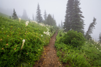 Картинка природа дороги тропинка лес