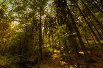 Картинка природа камни +минералы деревья трава