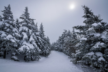 Картинка природа зима ели снег