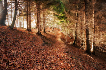 Картинка природа дороги тропинка ельник осень