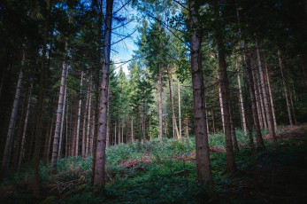 Картинка природа лес ельник