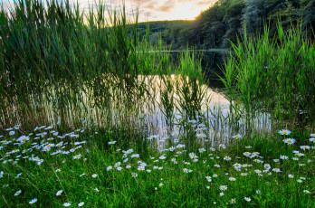 Картинка природа реки озера лес река