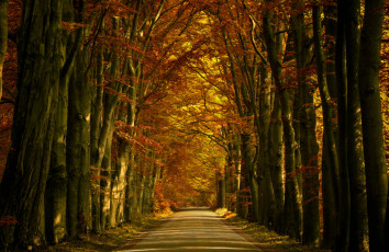 Картинка природа дороги дорожка деревья аллея