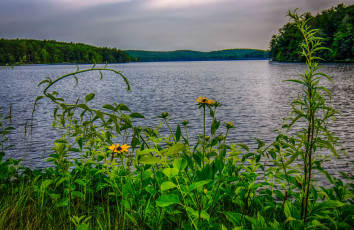 Картинка природа реки озера река лес